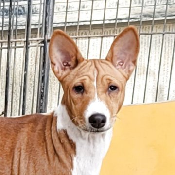 バセンジー【広島県・女の子・2025年7月21日・レッド&ホワイト】の写真「しわくちゃなお顔が可愛い」