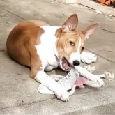 バセンジー【広島県・男の子・2025年7月21日・レッド&ホワイト】の写真2