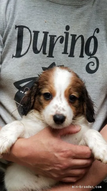 ID:1906-03270の子犬