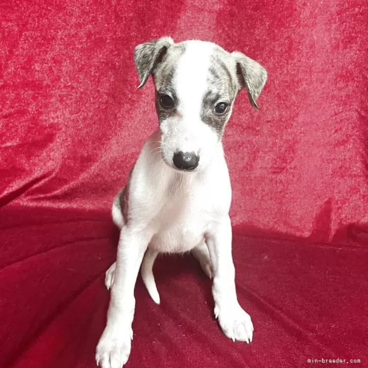 サイトハウンド大好き 様のお迎えした子犬