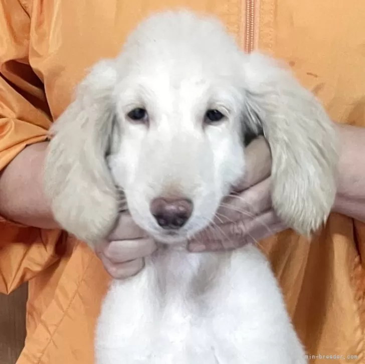 ID：2509-08403の子犬