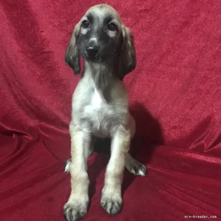 ID：2411-03070の子犬