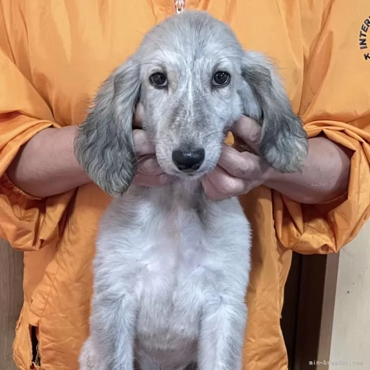 ID:2509-08416の子犬