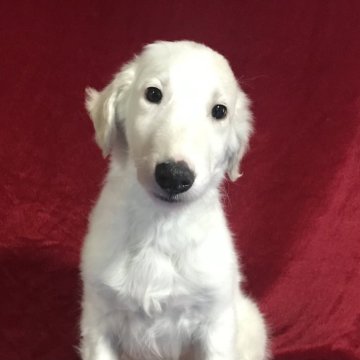ボルゾイ【山形県・男の子・2025年2月20日・ホワイト&クリーム】の写真「大きく美しい男の子です！」