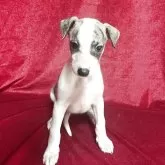 ウィペット