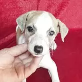 ウィペット