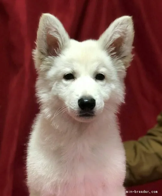 ID:1802-00025の子犬