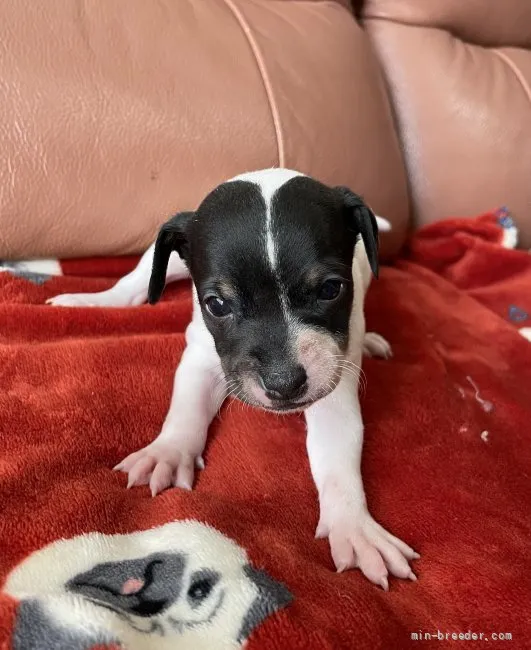 ID：2110-02043の子犬