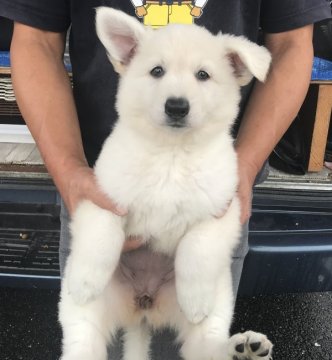 ホワイト・スイス・シェパード・ドッグ【山形県・女の子・2019年8月4日・ホワイト】の写真「クォリティ高い女の子です！」