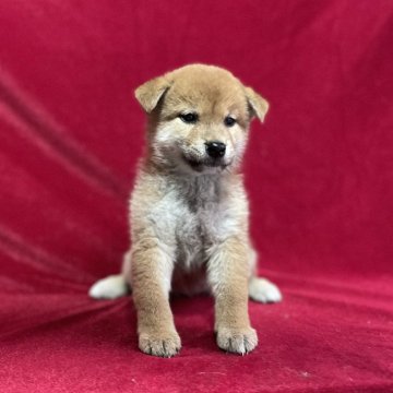 柴犬(標準サイズ)【山形県・女の子・2024年1月29日・赤】の写真「優秀血統！品評会用の血筋です！」