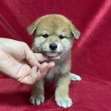 柴犬(標準サイズ)【山形県・男の子・2024年1月29日・赤】の写真「優秀血統！品評会用の血筋です！」