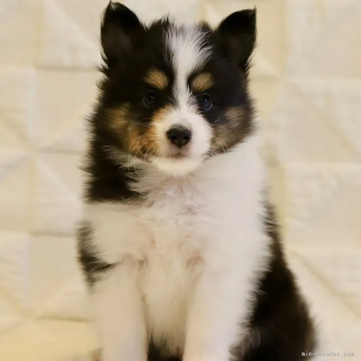 ショーケン2 様のお迎えした子犬