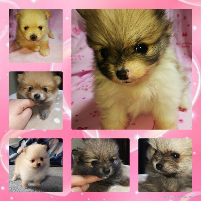 矢野　都(やの　みやこ)ブリーダー(愛知県・ポメラニアンなど・JKC登録)の紹介写真2