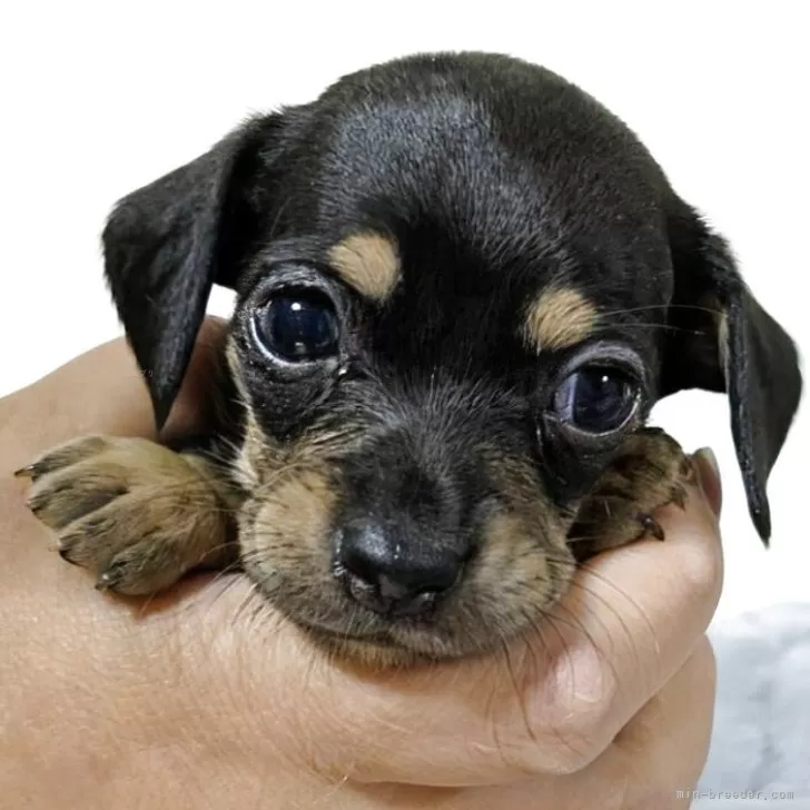 ID：2511-00295の子犬