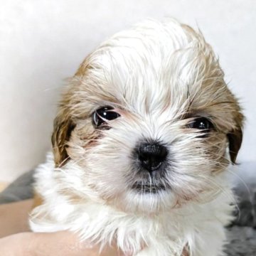 シーズー【愛知県・女の子・2025年9月15日・ホワイトアンドゴールド】の写真「柄の綺麗なお姫様♫」