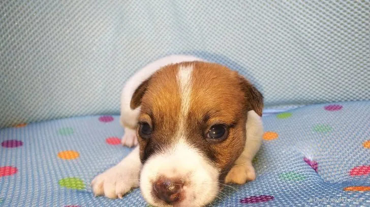 ID：1808-02643の子犬