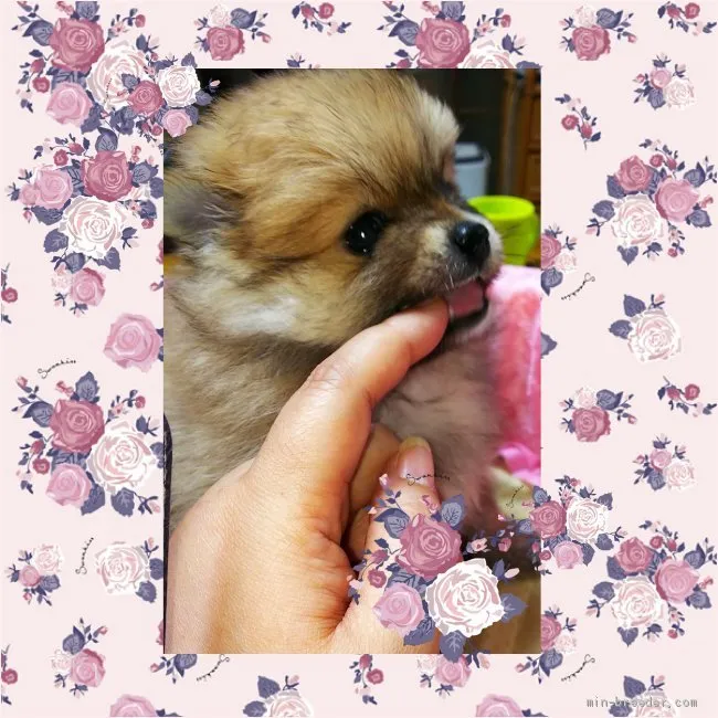 ID：2004-02470の子犬