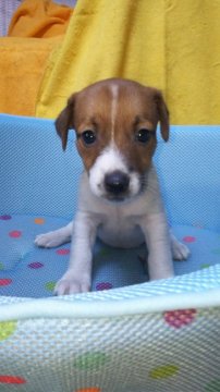 ジャックラッセルテリア【愛知県・女の子・2018年8月6日・タン&ホワイト】の写真「柄の派手な女の子🎀」