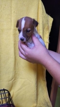 ジャックラッセルテリア【愛知県・女の子・2018年8月6日・タン&ホワイト】の写真「小振りな愛らしい女の子🎀♀」