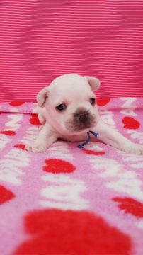 フレンチブルドッグ【愛知県・男の子・2018年9月2日・クリーム】の写真「白っぽい素敵な男の子🎵」