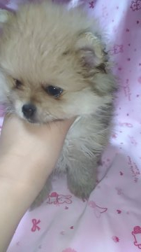 ポメラニアン【愛知県・男の子・2021年4月11日・オレンジ】の写真「将来が楽しみなベビーフェイスくん🎵」
