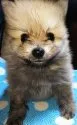ポメラニアン【愛知県・男の子・2020年4月29日・オレンジ】の写真2「6月11日更新画像です🎵」