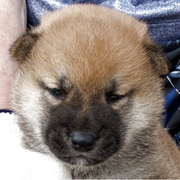 豆柴【長崎県・男の子・2025年4月27日・赤】の写真「５月２９日撮影画像☆赤柴」