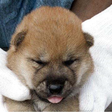 柴犬(豆柴)【長崎県・男の子・2025年7月10日・赤】の写真「７月２６日撮影画像☆赤柴」
