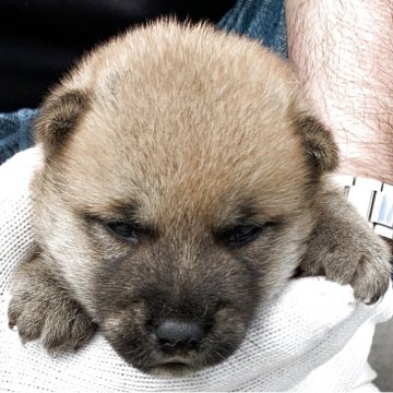 柴犬(豆柴)【長崎県・男の子・2025年7月10日・赤】の写真「７月２６日撮影画像☆赤柴」