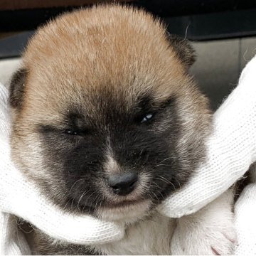 豆柴【長崎県・男の子・2025年5月7日・赤】の写真「５月１９日撮影画像☆赤柴」