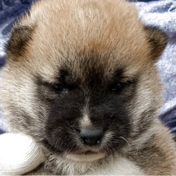 豆柴【長崎県・男の子・2025年5月7日・赤】の写真「５月２９日撮影画像☆赤柴」