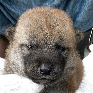 柴犬(豆柴)【長崎県・女の子・2025年7月10日・赤】の写真「７月２６日撮影画像☆赤柴」