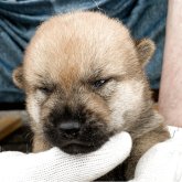 柴犬(豆柴)