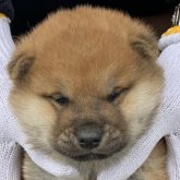 柴犬(豆柴)