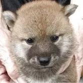 豆柴