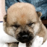 柴犬(豆柴)