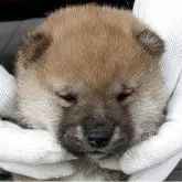豆柴