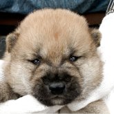 柴犬(豆柴)