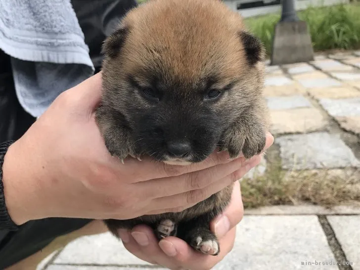 のっち 様のお迎えした子犬
