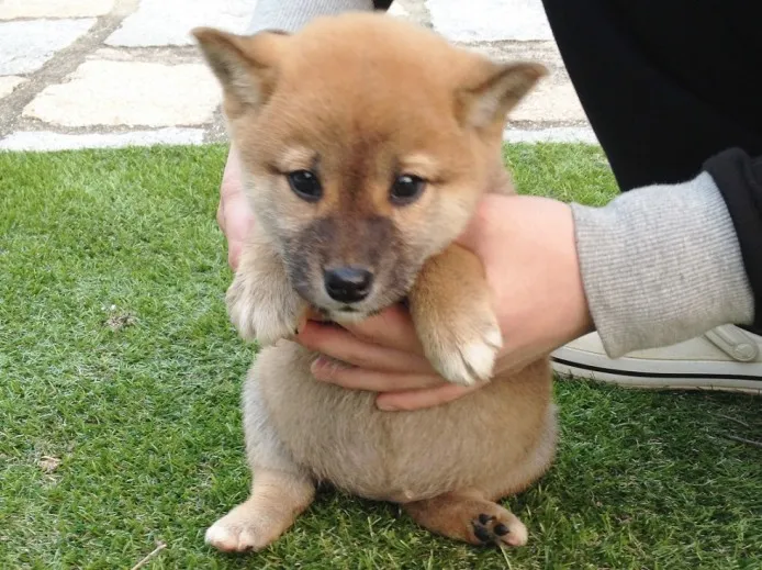 ID：1311-00023の子犬