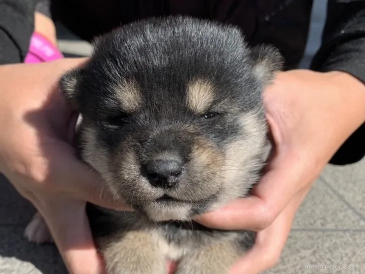 福田 様のお迎えした子犬