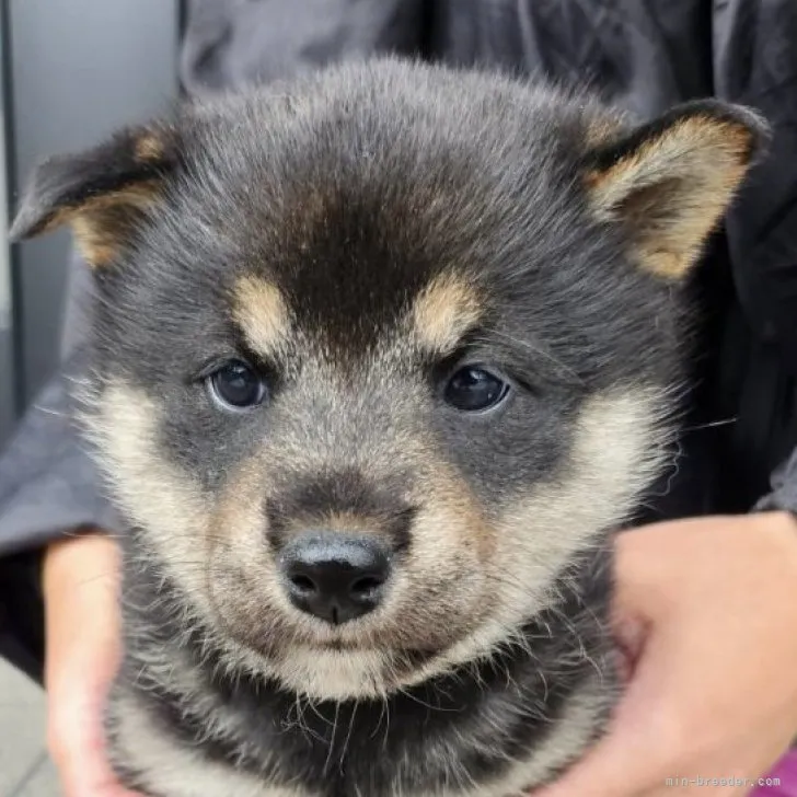 s.o 様のお迎えした子犬