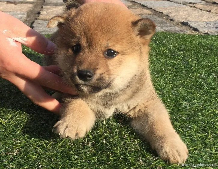 ロコ 様のお迎えした子犬