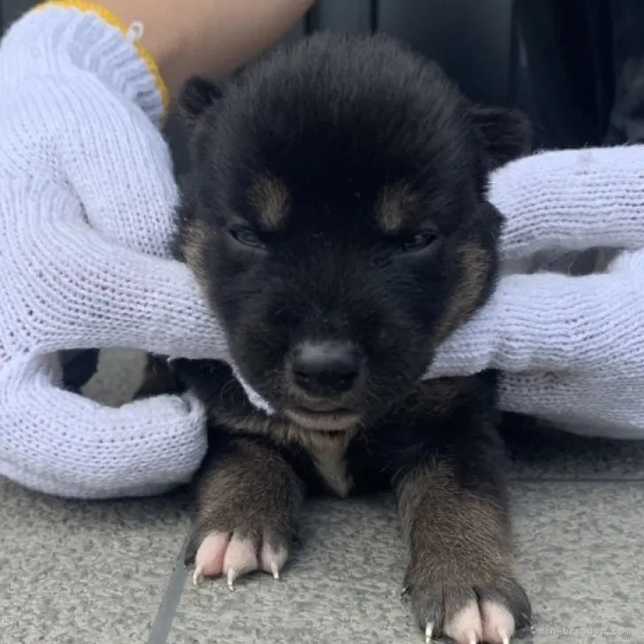 ペペオ 様のお迎えした子犬