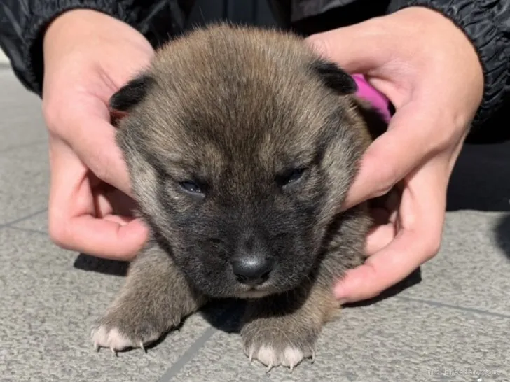 ID:2202-00623の子犬