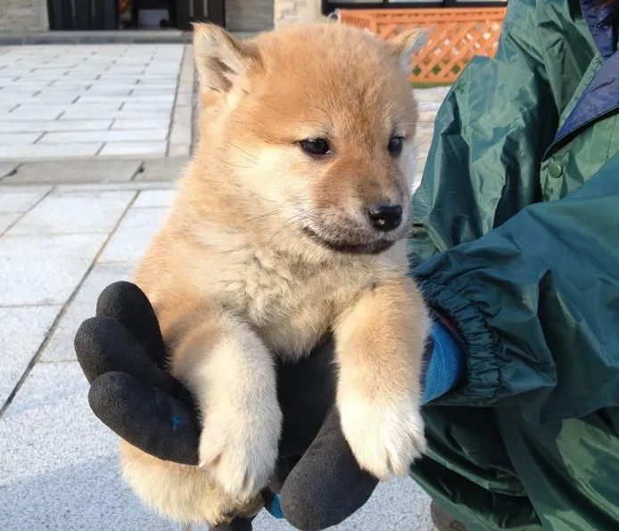 深川 様のお迎えした子犬