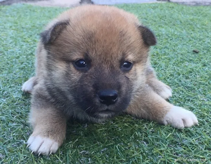 くーちゃん 様のお迎えした子犬