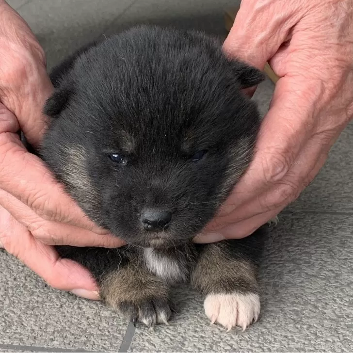 K.Y 様のお迎えした子犬
