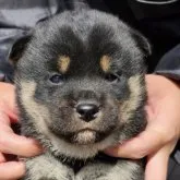 柴犬(標準サイズ)【長崎県・女の子・2023年1月9日・黒】の写真1