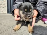 柴犬(標準サイズ)【長崎県・女の子・2023年1月9日・黒】の写真3
